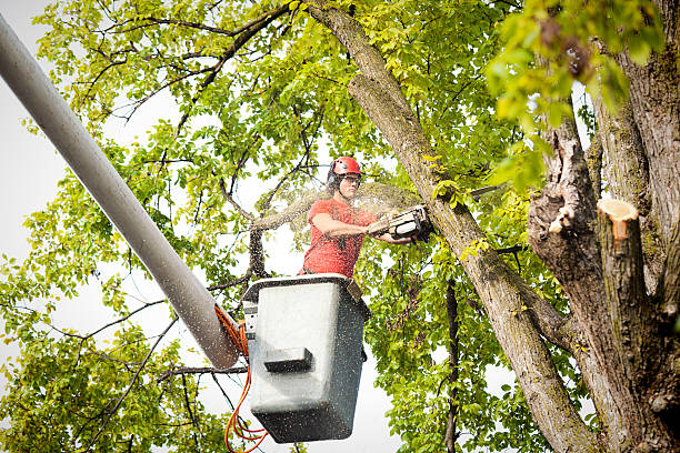 Best Palm Tree Trimming  in Norris City, IL