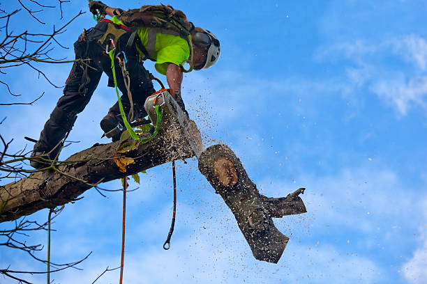 Best Seasonal Cleanup (Spring/Fall)  in Norris City, IL